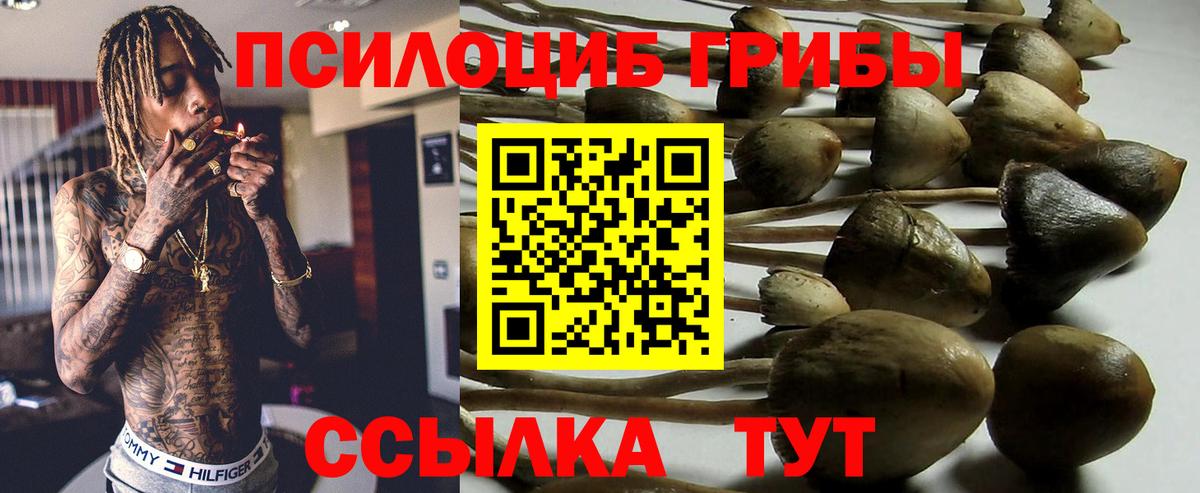 Борзя  где найти   Вход с VPN  Галлюциногенные грибы Psilocybe 